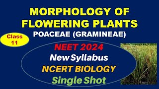 NEET 2024 New Syllabus  Morphology of Flowering Plants Class 11  Poaceae or Gramineae  Target 360 [upl. by Aelsel]