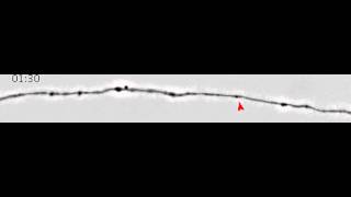 Axonal transport of BACE1 in hippocampal neurons BuggiaPrevot et al Mol Neurodeg 2014 [upl. by Nehgem]