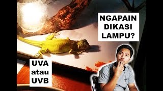 Lampu reptil mahal pakai lampu ini aja [upl. by Negaet]