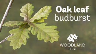 Oak leaf budding Timelapse  Woodland Trust [upl. by Weirick]