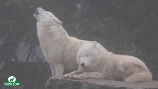 Hurlement des loups arctiques dans la brume [upl. by Urbani556]