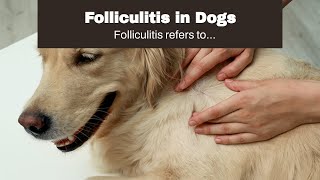 Folliculitis in Dogs [upl. by Anoet]