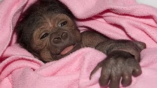 Baby Gorilla Born By Rare CSection at San Diego Zoo Safari Park [upl. by Byler]