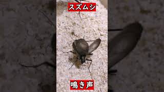 スズムシの鳴き声【昆虫観察】 shorts 教材 昆虫観察 秋の夜長 虫の声 鳴く虫 [upl. by Noslen]