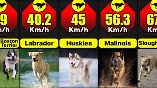 What Are The Fastest Breeds Of Dogs In The World  Comparison [upl. by Cacilie980]