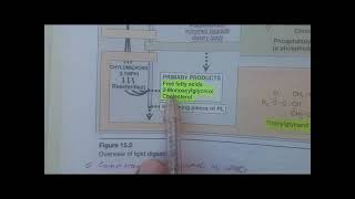 DIETARY LIPID METABOLISM PART 1 BIOCHEMISTRY LIPPINCOTT [upl. by Selmner]