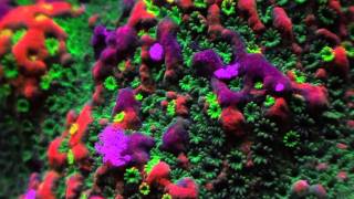 sunset montipora [upl. by Joellyn]