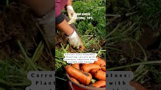 Why Carrots and Tomatoes Make Perfect Companion Plants  Gardening Tips [upl. by Nelyk]