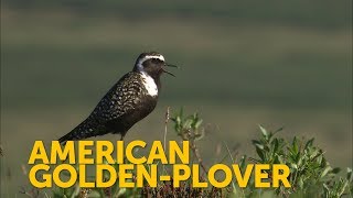 American GoldenPlover [upl. by Adnil]