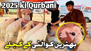 2025 ki qurbani k liye chatry kajly ❤️🤩  Sialkot badiana mandi sialkotmandi 2025 kajlybabysheep [upl. by Ednargel]