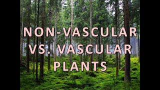 Non vascular vs Vascular Plants [upl. by Amesari]