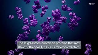 Bonemarrowderived mesenchymal stromal cells produce a newly described signaling organelle [upl. by Idnyl282]