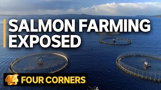 Salmon farming exposed Does the industry’s ‘green image’ stack up  Four Corners [upl. by Yunfei]