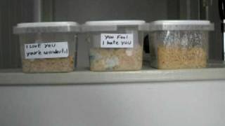 Day 42 of the Rice experiment  Masaru Emoto [upl. by Arron]