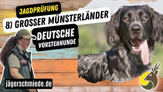 8 Großer Münsterländer Deutsche Vorstehhunde  💡 Wissen für deine Jagdprüfung [upl. by Mathe]