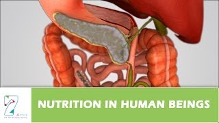 Nutrition in Human Beings [upl. by Telocin]