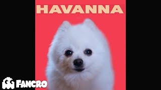 Camila Cabello  Havana  Cover Perros [upl. by Neiht762]