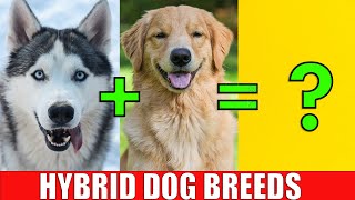 DOG HYBRID CROSSBREEDS  Learn Mixed Designer Dog Breeds [upl. by Lundberg]