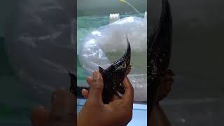 Frogmouth Catfish Chaca Chaca CatfishKolkata To Nainital 7001030665 shortsviral viral all ₹130 [upl. by Dewees]