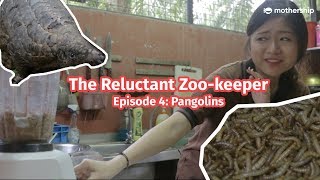 Pangolin vs Human  The Reluctant Zookeeper Ep4 [upl. by Rubbico]