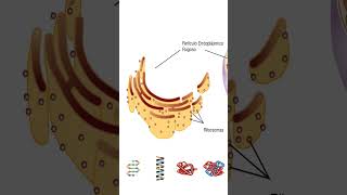 🧬 REG o REL  medicina salud ciencia biologiacelular biologia microbiología anatomia [upl. by Emiatej]