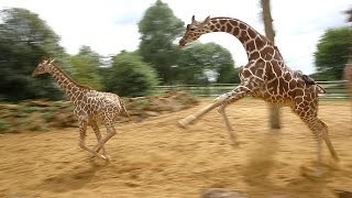 Giraffes walk gallop and play at ZSL Whipsnade Zoo [upl. by Notsle84]