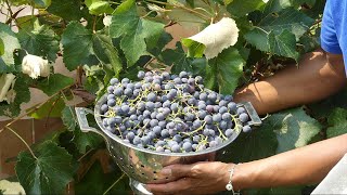 Update and Tips For Growing Eastern Concord Grape Vines [upl. by Netsrak]