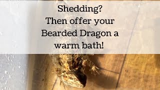 How to Help Your Bearded Dragon Shed Offer a Warm Bath [upl. by Thunell909]