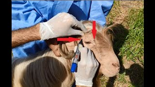 Cornual nerve block in goat 🐐 Bloco cornual em cabra🐐 बकरी में कॉर्नियल ब्लॉक 🐐 Bloque cornual cabra [upl. by Katheryn137]