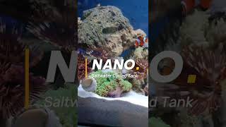 NANO amp PICO CYCLED TANK BY CALAMBA SALTWATER SHOP [upl. by Elspet]