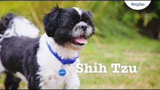 Shih Tzu Puppies amp Dogs  Breed Facts amp Information  Petplan [upl. by Onivag]