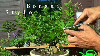 Bonsai Rückschnitt und Updates erleben [upl. by Dimmick724]