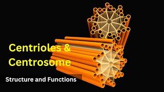 Centrioles structure and functions Centrosomes  Cilia and FlagellaBiology class 9 Cell biology [upl. by Aivato]