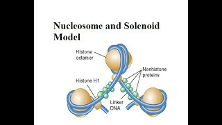 nucleosome and solenoid model  For XII BSc and MSc  All About Biology [upl. by Nahtanaoj]