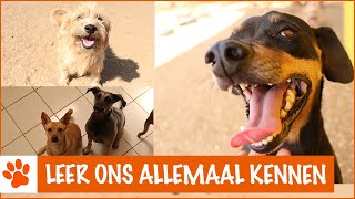 Zo veel nieuwe dieren op de opvang  DierenpraatTV [upl. by Andryc]