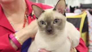 Meet the Tonkinese Cat Breed [upl. by Euqor]