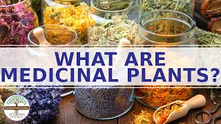 Uses of medicinal plants  Medicinal plants and their uses  Medicinal Herbs  Medicinal Plants [upl. by Andrej]