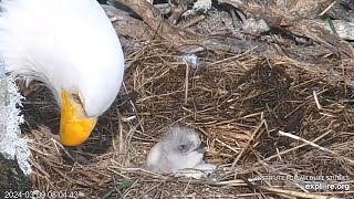 West End🦅Thunder amp Akecheta Welcome New Chick WE1🐥First Glimpses💕Exploreorg 20240309 [upl. by Ruel]