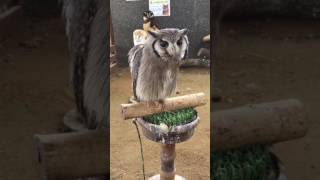 アフリカオオコノハズク博士 Whitefaced Scops Owl [upl. by Vadim]