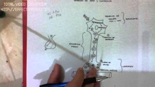 FISIOLOGIA DE NEUROHORMONAS 610 secrecion de adh y oxitocina [upl. by Llireva329]