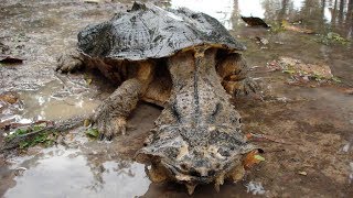 7 Especies De Tortugas Más Peligrosas Del Mundo [upl. by Attecnoc]