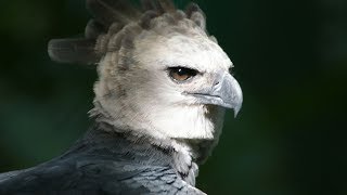 Harpy eagle the Winged Giant [upl. by Stortz358]