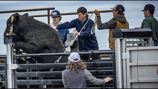 We bucked WILD bulls at JBs  Rodeo Time 330 [upl. by Fanchette]