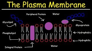 Fluid Mosaic Model of the Plasma Membrane  Phospholipid Bilayer [upl. by Folger]