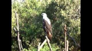 afrikanischer Weißkopfseeadler  Namibia [upl. by Paresh]