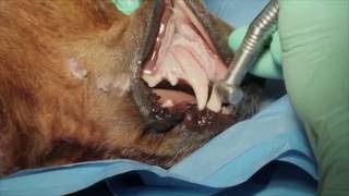 Veterinary Dental Maxillary Canine Tooth Extraction in a Dog [upl. by Gosnell126]