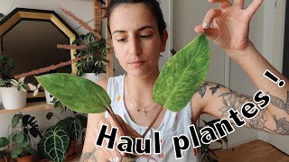 Jai enfin trouvé cet anthurium de folie  haulplante [upl. by Sieracki]