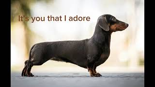 Wiener dog song Full song [upl. by Bertle]