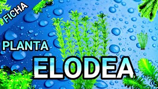 🌿Planta Elodea Elodea canadensis  cuidados reproducción y mucho más [upl. by Eveneg986]