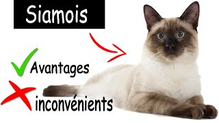 Siamois Avantages et Inconvénients  Siamois Chat Thailand [upl. by Joceline]